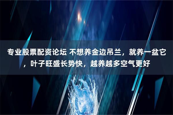 专业股票配资论坛 不想养金边吊兰，就养一盆它，叶子旺盛长势快，越养越多空气更好